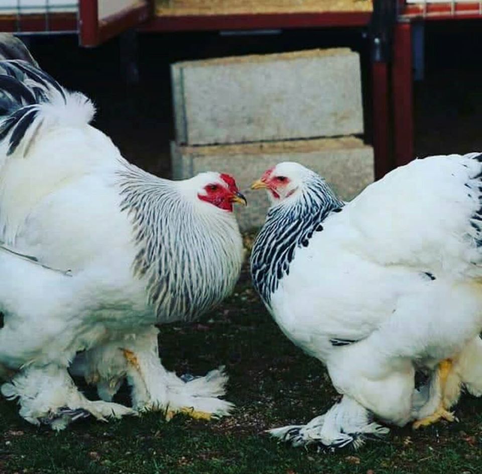 تفسير حلم دجاجتين