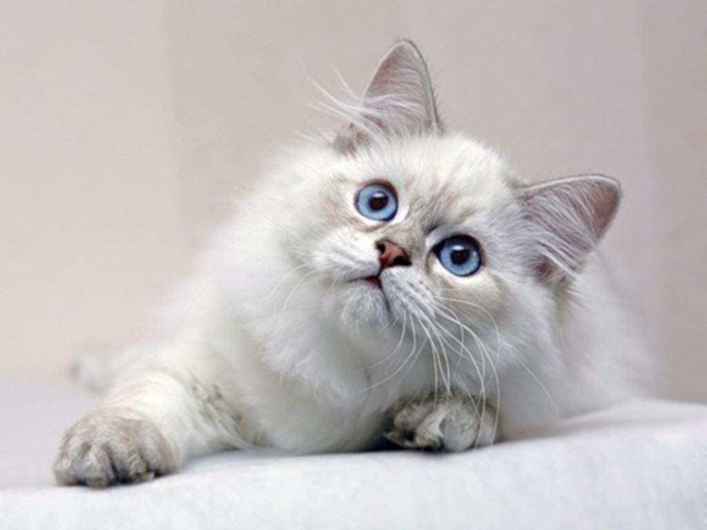 Unenäo tõlgendus mind jälitavast valgest kassist