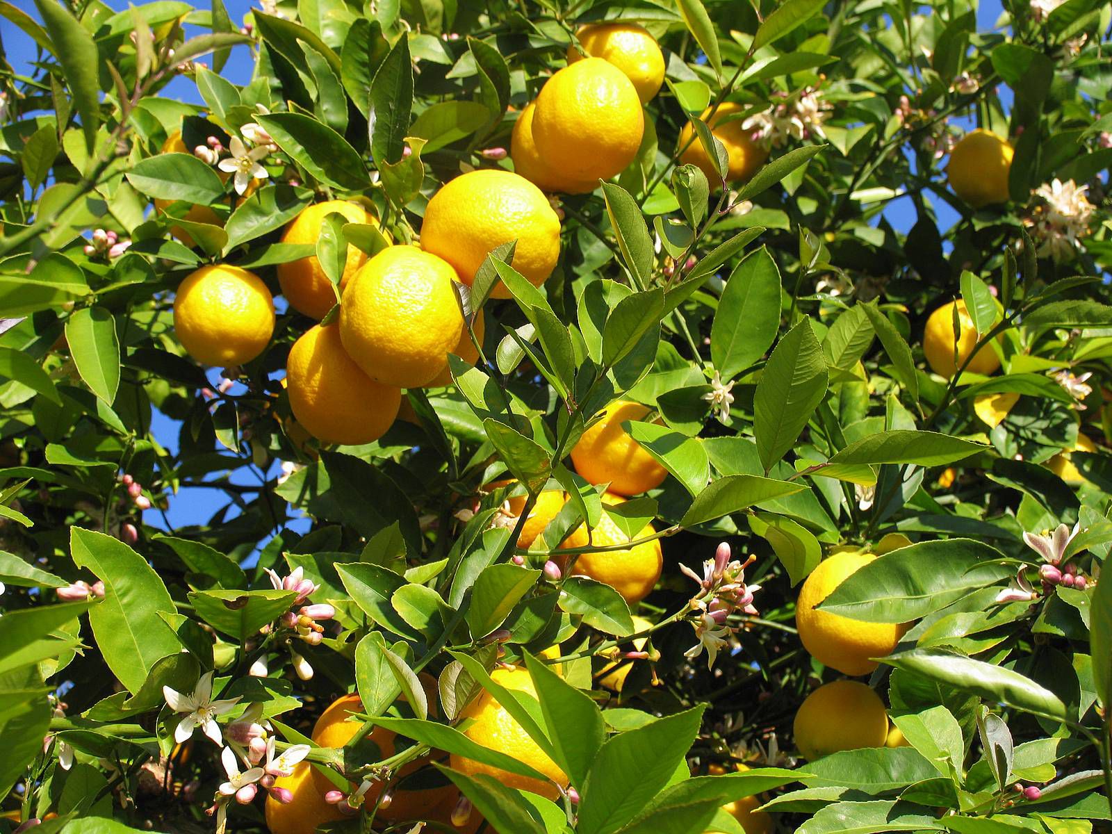 تفسير حلم شجرة الليمون في المنام