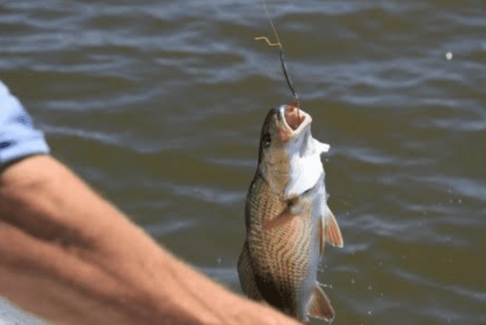 Tumačenje snova o pecanju