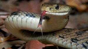 Interprétation d'un rêve d'une morsure de serpent à la main pour les femmes célibataires