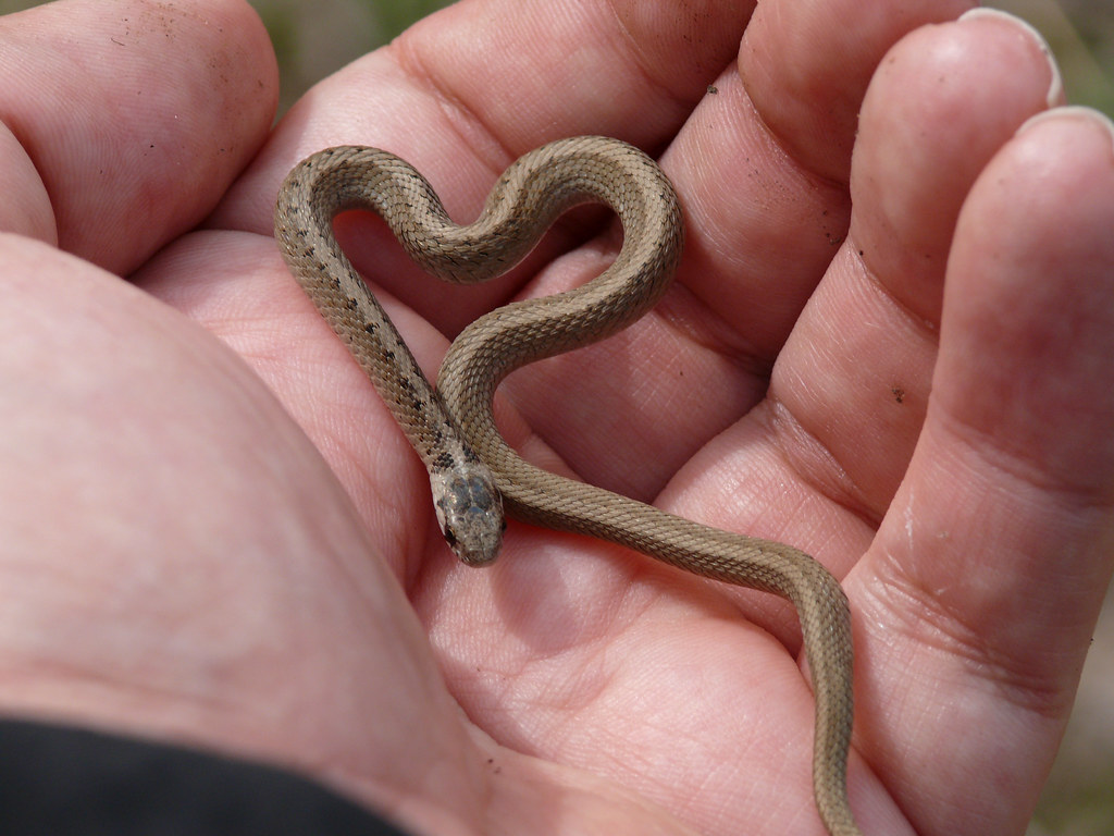 विवाहित महिलेसाठी हातात साप चावल्याबद्दलच्या स्वप्नाचा अर्थ