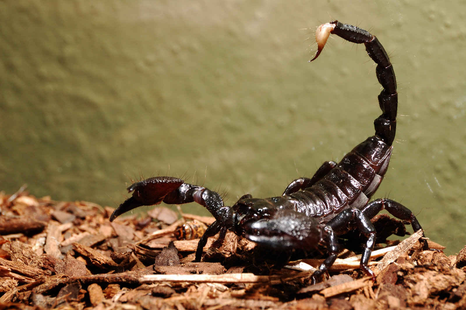 Ukuhunyushwa kwephupho mayelana ne-scorpion ehlaba indoda