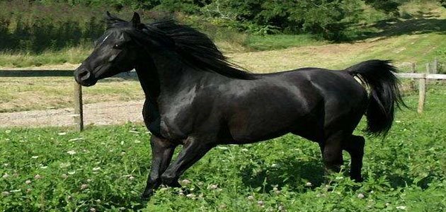 الحصان الأسود في المنام للحامل