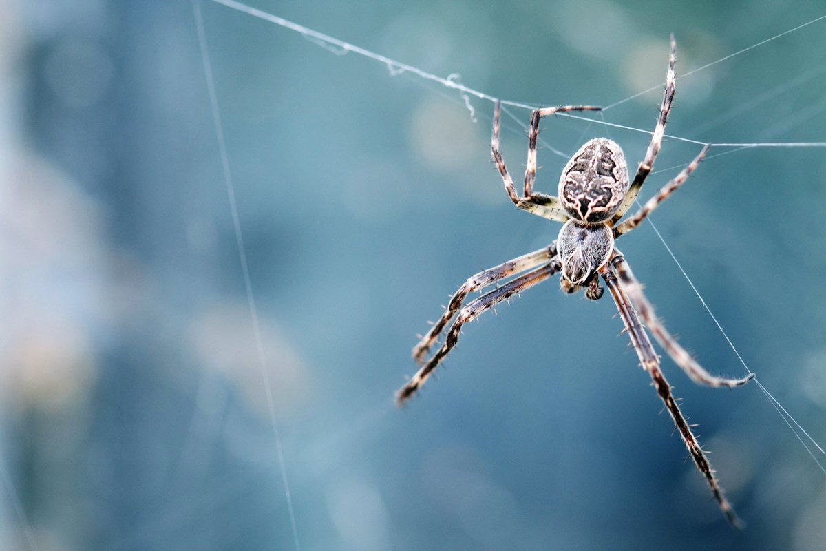 Å se en edderkopp i en drøm for single kvinner