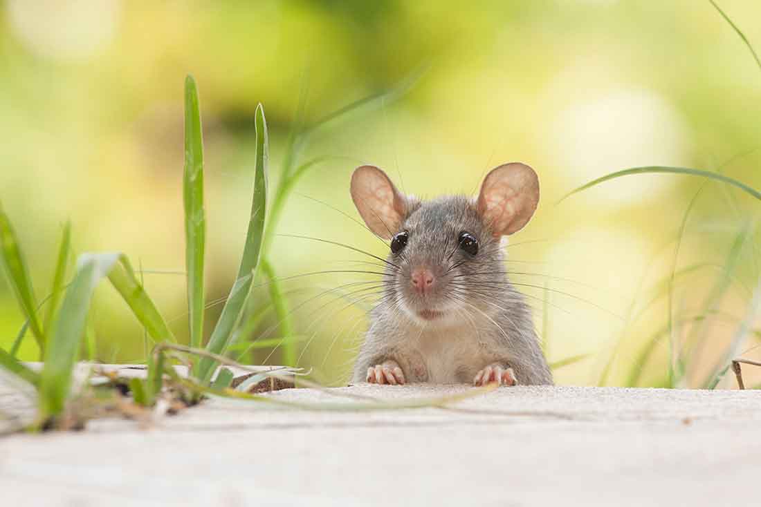 Тлумачення бачити уві сні мишей