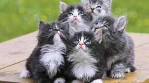 Vidjeti mačiće u snu za neudate žene