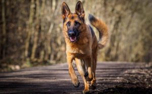 미혼 여성의 꿈에서 나를 뒤쫓는 개를 보는 것