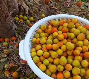 ਇੱਕ ਸੁਪਨੇ ਵਿੱਚ ਬਕਥੋਰਨ ਦੇਖਣ ਦੀ ਵਿਆਖਿਆ