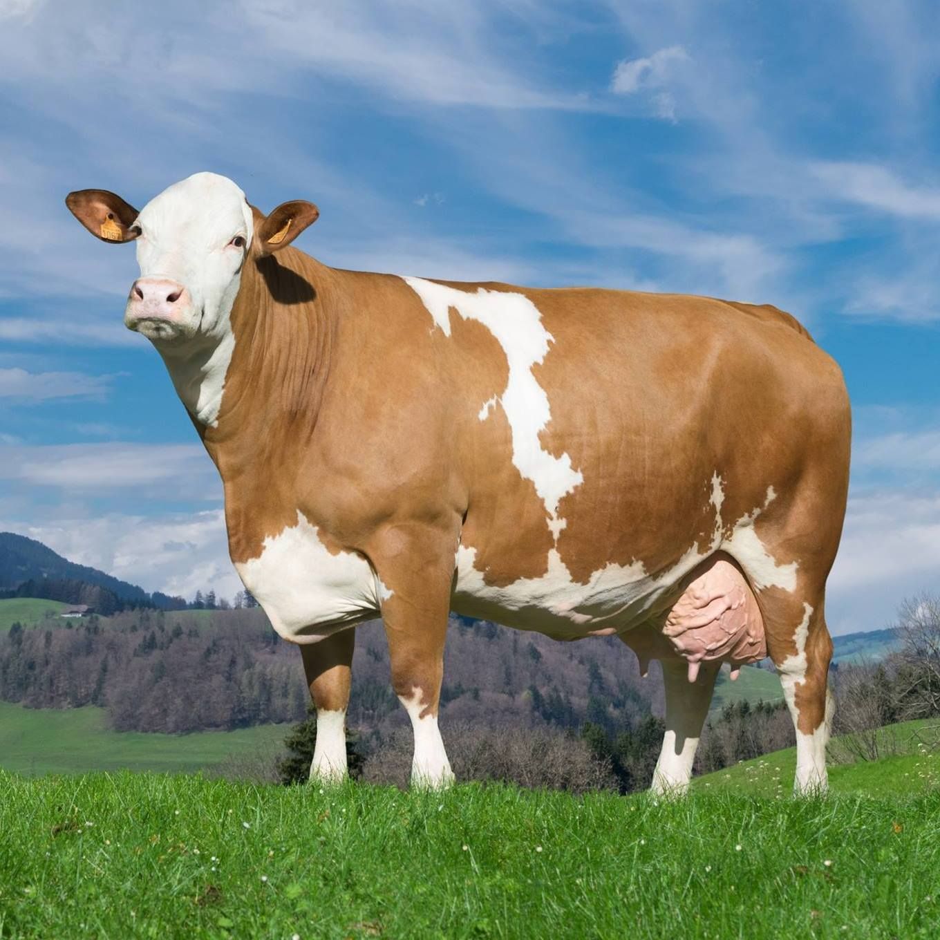 Толкување на гледање крава како ме брка во сон