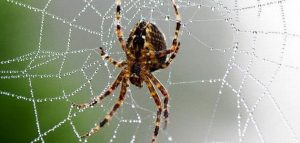 Spider ma ka moeʻuhane no nā wahine hoʻokahi