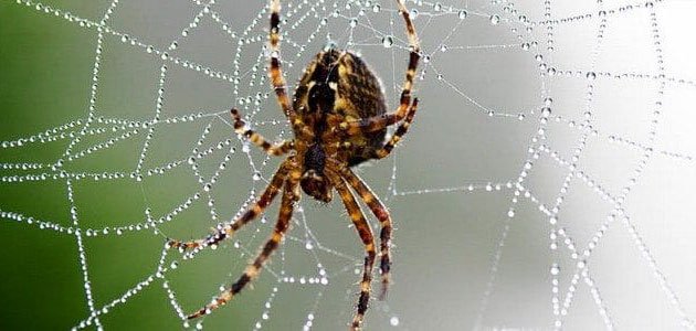 Spider sa usa ka damgo alang sa single nga mga babaye