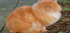 Razlaga videti rumeno mačko v sanjah