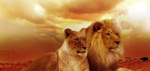 נוכחותו של אריה בחלום, פרשנותו ומשמעותו