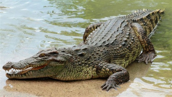 Krokodil in een droom