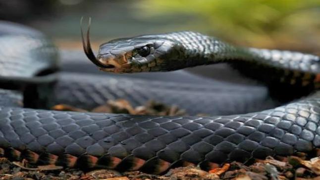 Drøm om en stor svart slange