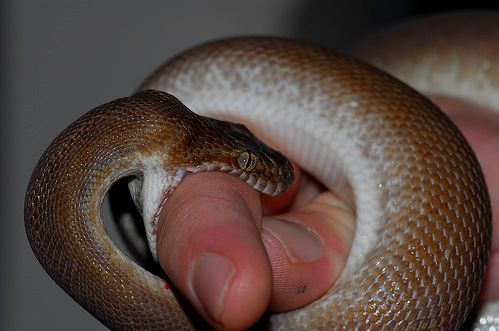 Een slang bijt in de hand