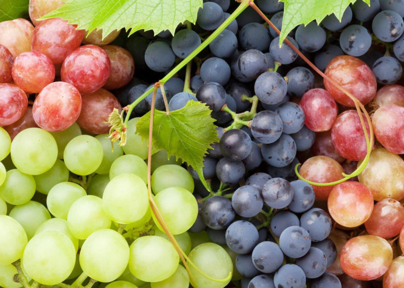ຄວາມ​ຝັນ​ຂອງ​ການ​ຊື້ grapes​
