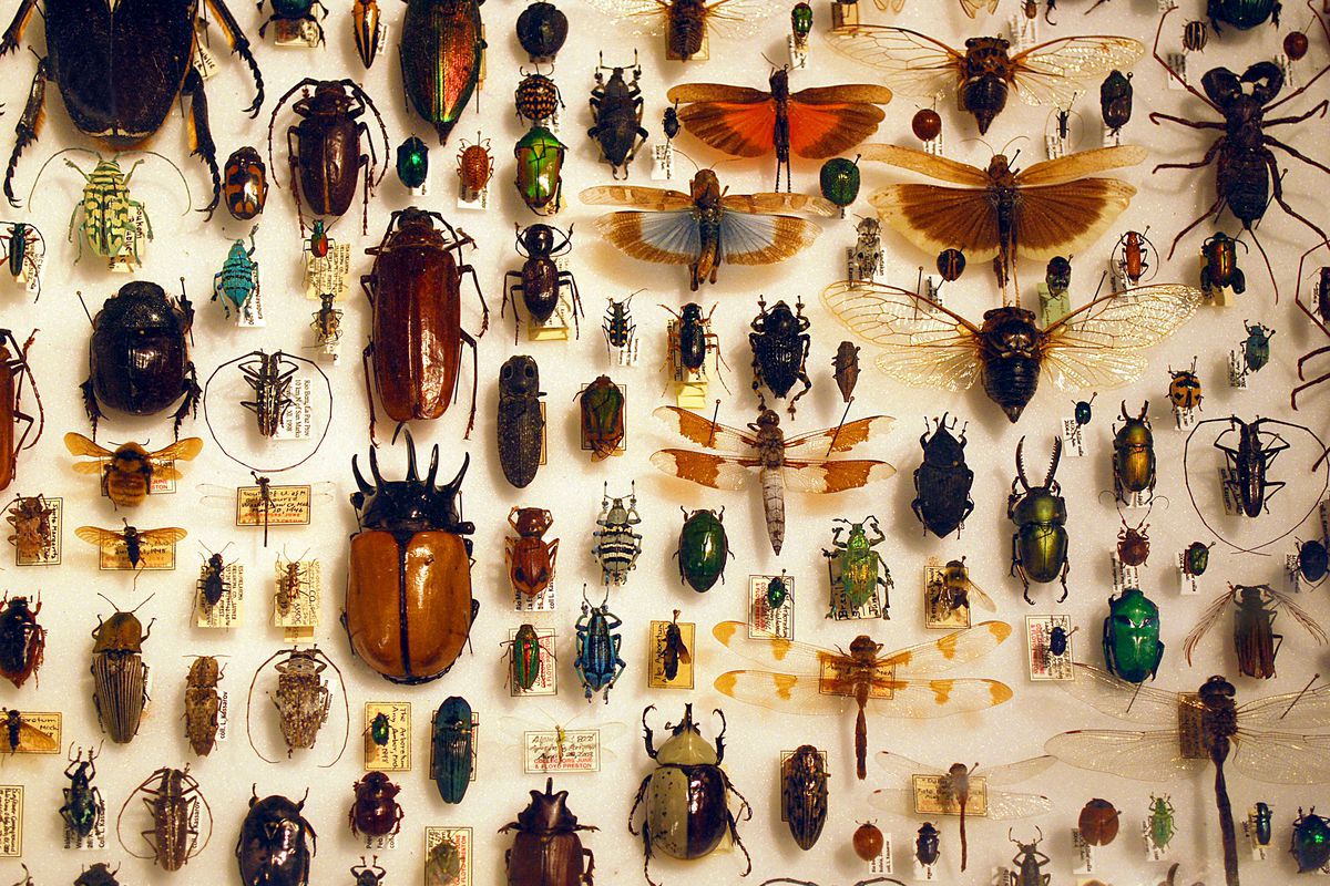 ما هو تفسير حلم الحشرات في المنام لابن سيرين موقع مصري
