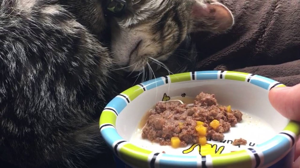 Svajonė patiekti maistą katei