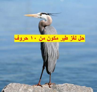 حل لغز طير مكون من 10 حروف موقع مصري