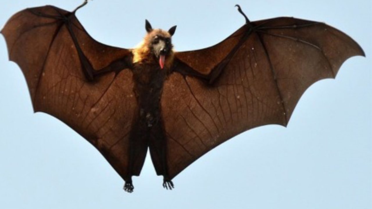 Bat ann an aisling