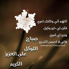 Al-Sabah 23 - Egiptiese webwerf
