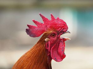 Voir un coq dans un rêve