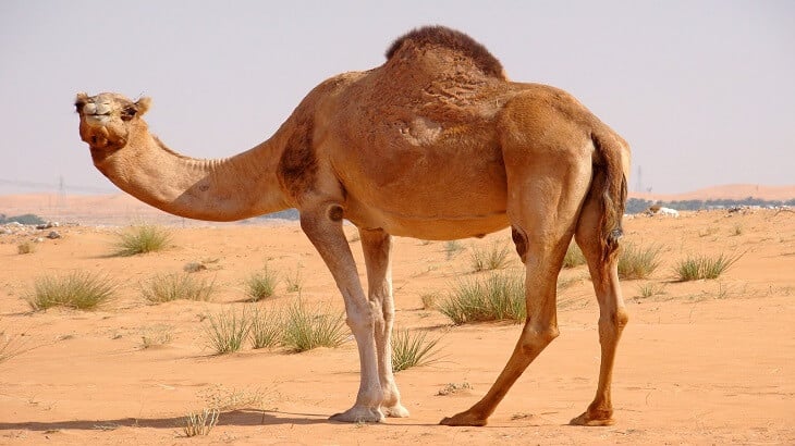 Gesinn Kamelen an engem Dram