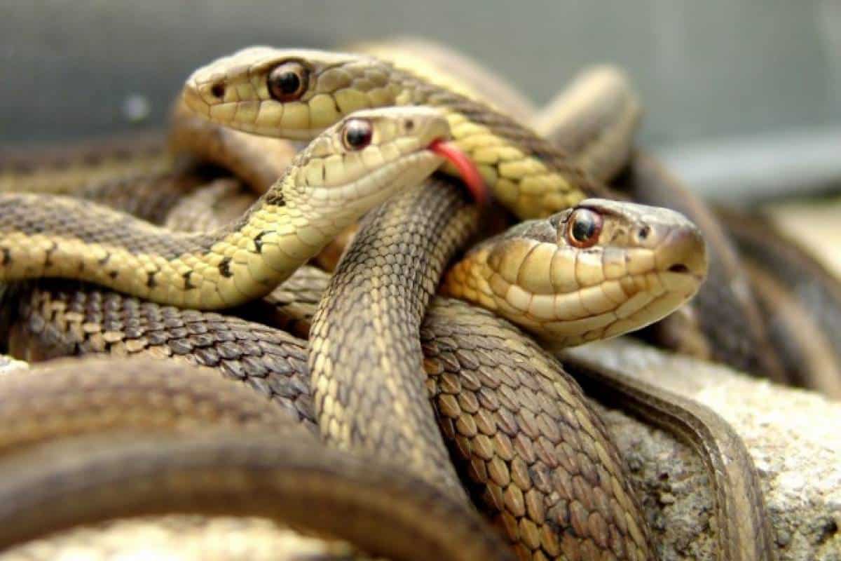 Käärmeen näkeminen naimisissa olevan naisen unessa