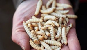 Voir un ver quitter le corps dans un rêve