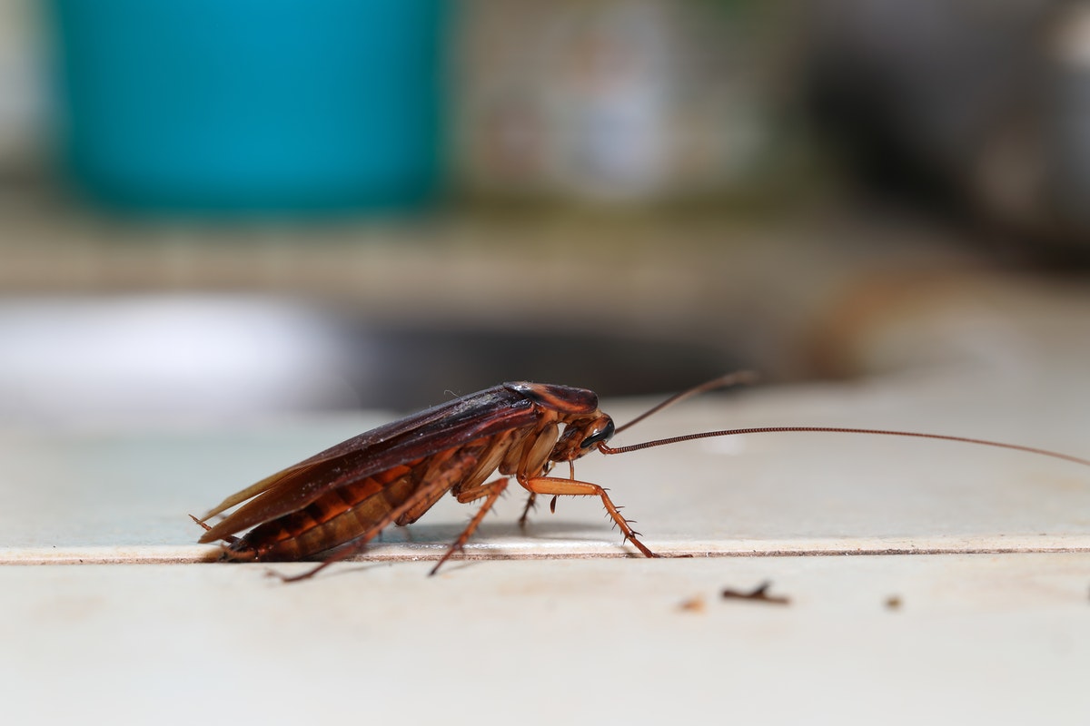 Kakkerlakken in een droom zien en ze doden