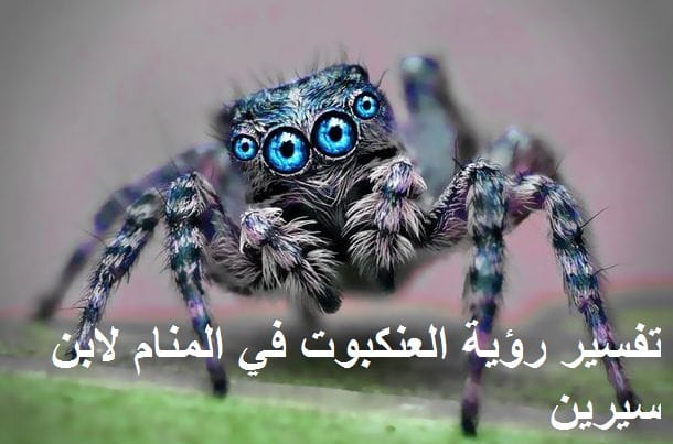 تفسير رؤية العنكبوت في المنام للعزباء والحامل لابن سيرين موقع مصري