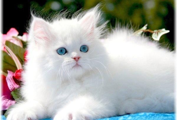 Гледајќи бела мачка во сон