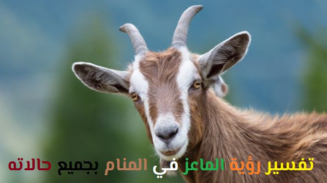 تفسير رؤية الماعز في المنام بجميع حالاته لابن سيرين موقع مصري