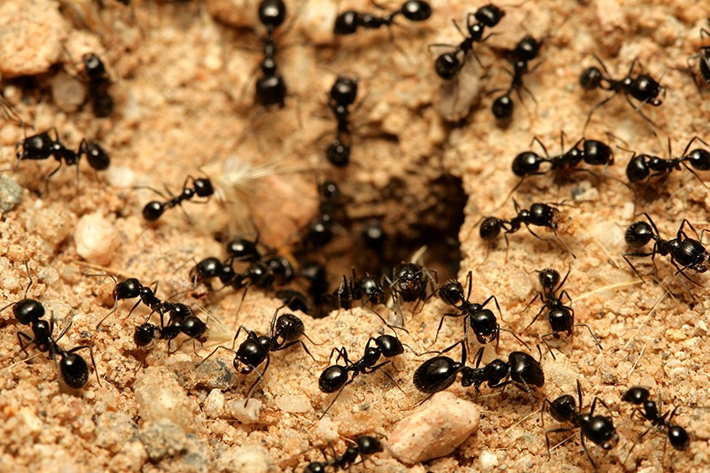 काली चींटी का सपना