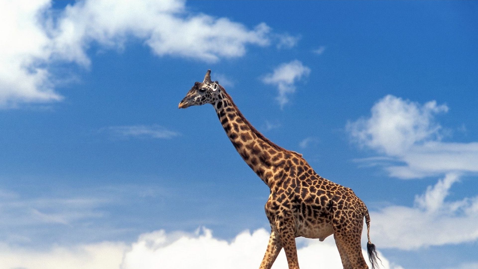 Sapnuoti žirafą sapne ir jo vizijos aiškinimą