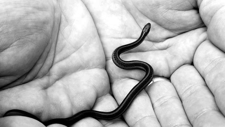 Sanjati malu crnu zmiju