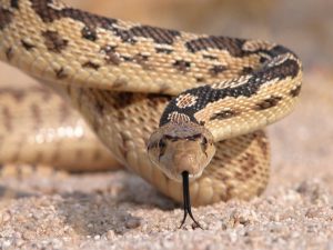 Vivant dans un rêve