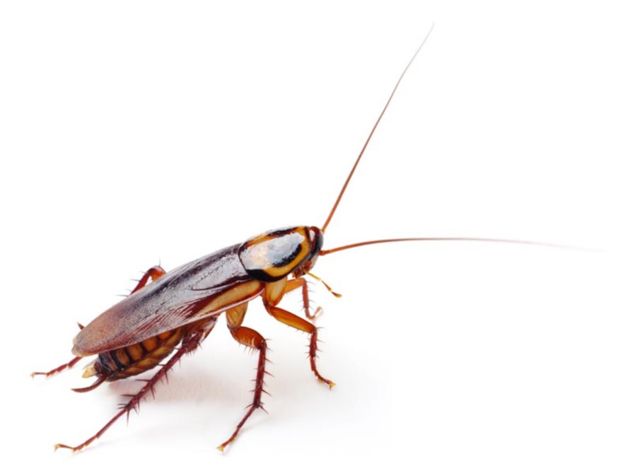 Cockroaches ni a ala