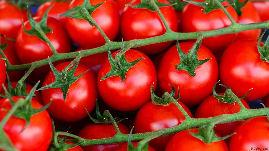 هل رؤية الطماطم في المنام بشارة خير؟ • موقع مصري