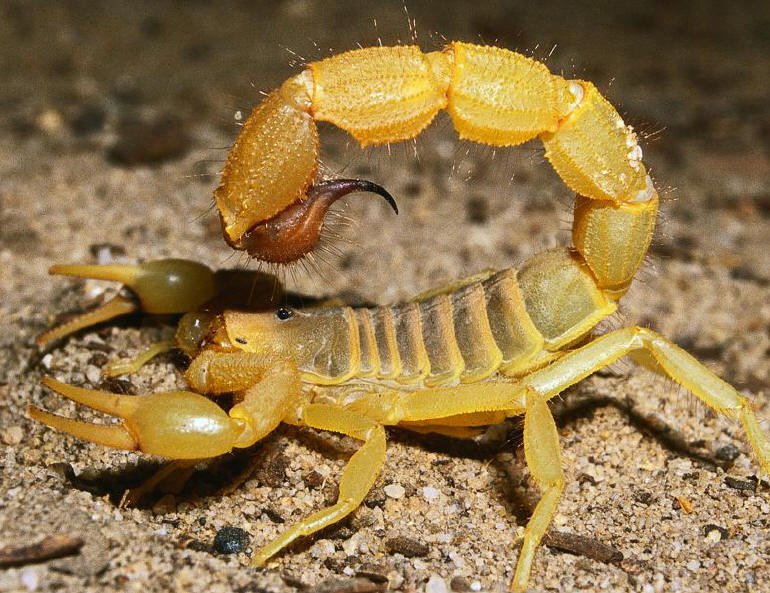 Tumačenje sna o žutom škorpionu za udatu ženu