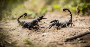 Тлумачэнне сну пра забойства скарпіёна