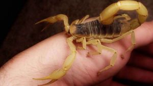 Ukutolikwa kwephupha malunga ne-scorpions ephupheni