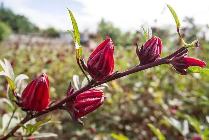 هل علاج ضغط الدم المرتفع بالكركديه