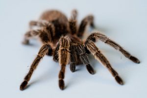 Araignée dans un rêve