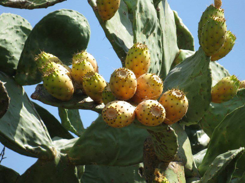 Vilka är fördelarna med prickly pear?