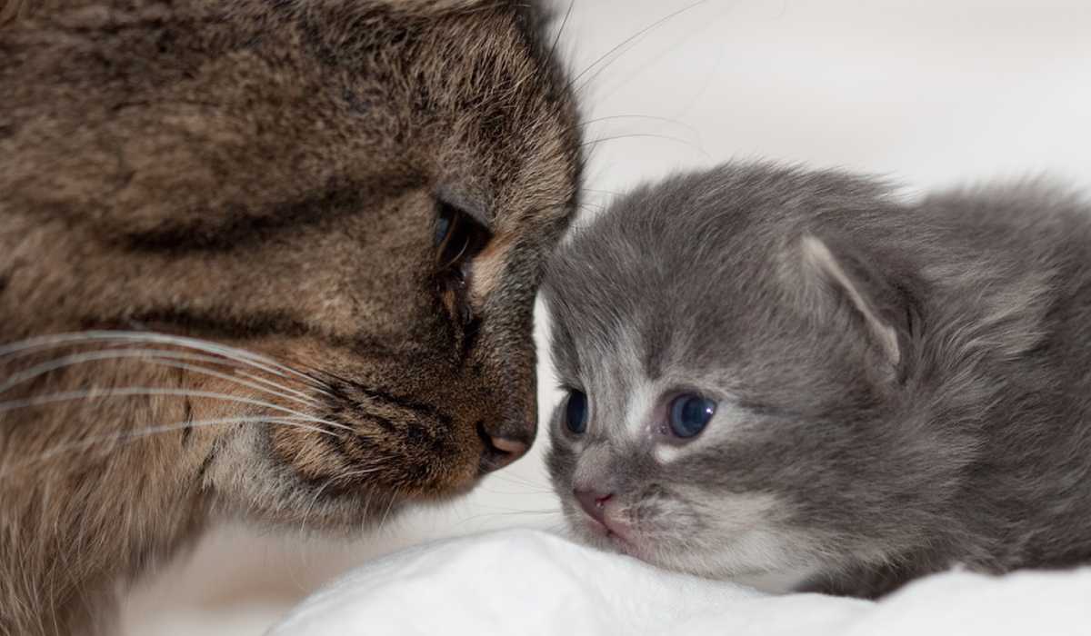 Толкување на сонот за мачка која раѓа мачиња за мажена жена