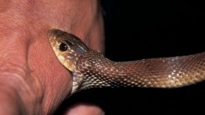 Sugearen ziztada amets batean