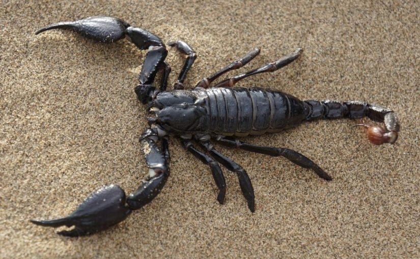 I-scorpion ihlaba ephusheni ngenxa yendoda
